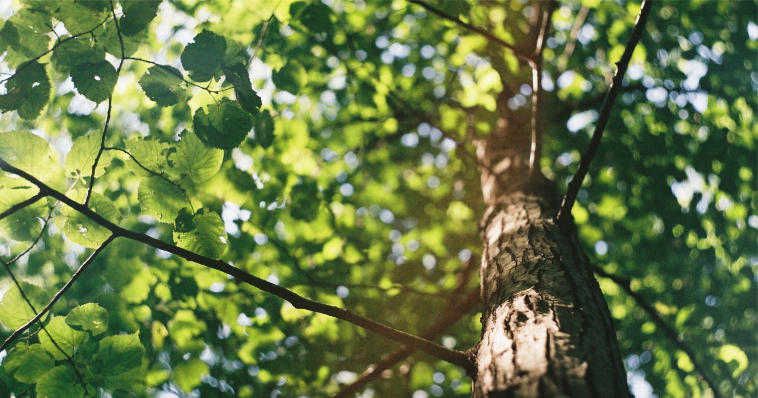 Tree with many leaves